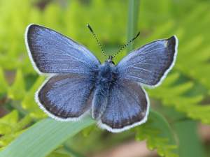 The Fender’s blue butterfly is a small butterfly with a wingspan of around 1 inch. The wings of the males are a beautiful blue with black on the edges of the wings, and a surrounding white halo. The female butterflies have a more copper-like brown color taking up most of the wings, with the same black and white perimeter. The underside of the wings are a cream-brown color with black dots. The habitat of the Fender’s blue butterfly has been threatened by multiple different forces including fire suppression, roadside maintenance, non-native species, etc. The Fender’s blue butterfly was put on the endangered species list in 2000, but since then there have been conservation sites closely monitoring the butterfly. 
Photo credit: Institute for Applied ecology
